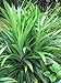 Pandanus amaryllifolius - Pandan leaf - Asian cooking herb