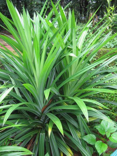 Pandanus amaryllifolius - Pandan leaf - Asian cooking herb
