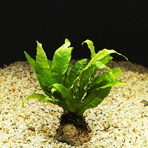 Mainam Java Fern Microsorum Pteropus Potted Freshwater Easy Tropical Live Aquarium Plant Decorations 3 Days Guarantee