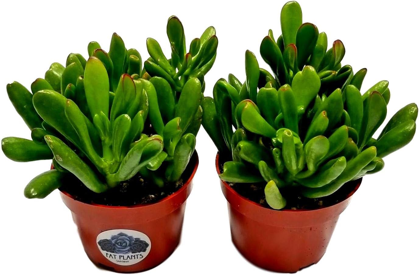 Fat Plants San Diego Crassula Ovata Succulent Plant Packages (2, ovata Gollum)