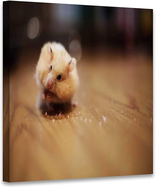 orange and white hamster