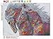 AIRDEA Diamond Painting Horse Kits for Adults Beginners Partial Drill DIY 5D Diamond Art Kits Animals Round Diamond Painting for Kids Rhinestone Arts Craft Canvas Home Wall Art Decor 30x40 cm