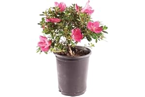 Brussel's Bonsai Live Satsuki Azalea Bonsai, Outdoor, Live Flowering Bonsai Tree - Small, 5 Years Old, 5 to 8 inches Tall - Grower Bonsai Pot