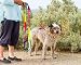 2 Handle Rainbow Color Dog Leash (5ft Rainbow)