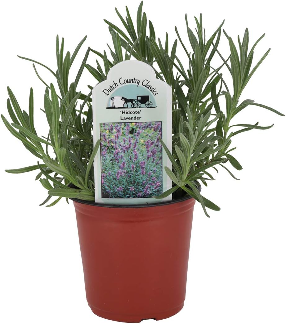 Lavender 'Hidcote' Herb Plant (Pack of 2)