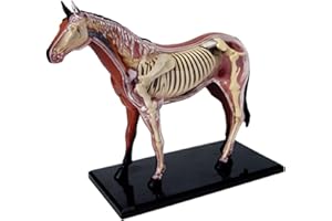 4D Horse Anatomy Model - Animal Skeleton Specimen, Detachable Biology, 26 Parts for Pet Clinic Veterinary TrainingSchool Teac