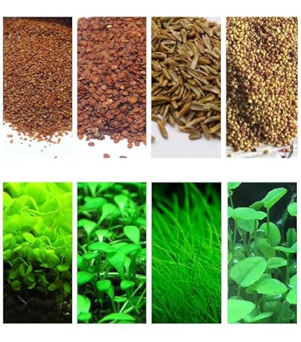 Freshwater Aquarium Plant Seeds - Dwarf Carpet Grass For Fish Tank, Easy Grow, 1 Pack (Fescue Large)