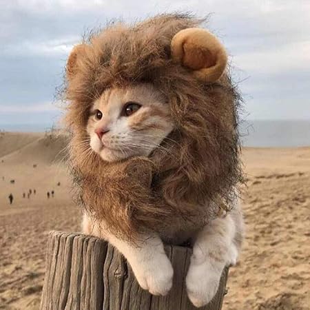 Amazon おしゃれ 猫用帽子 猫 かぶりもの らいおんたてがみ 猫 ぼうし コスプレキャップ ライオンに大変身 ペット用帽子 ペット用服 猫服 可愛さ100倍 耳付き 着脱簡単 マジックテープ付き M M Noen 服 アクセサリー 通販