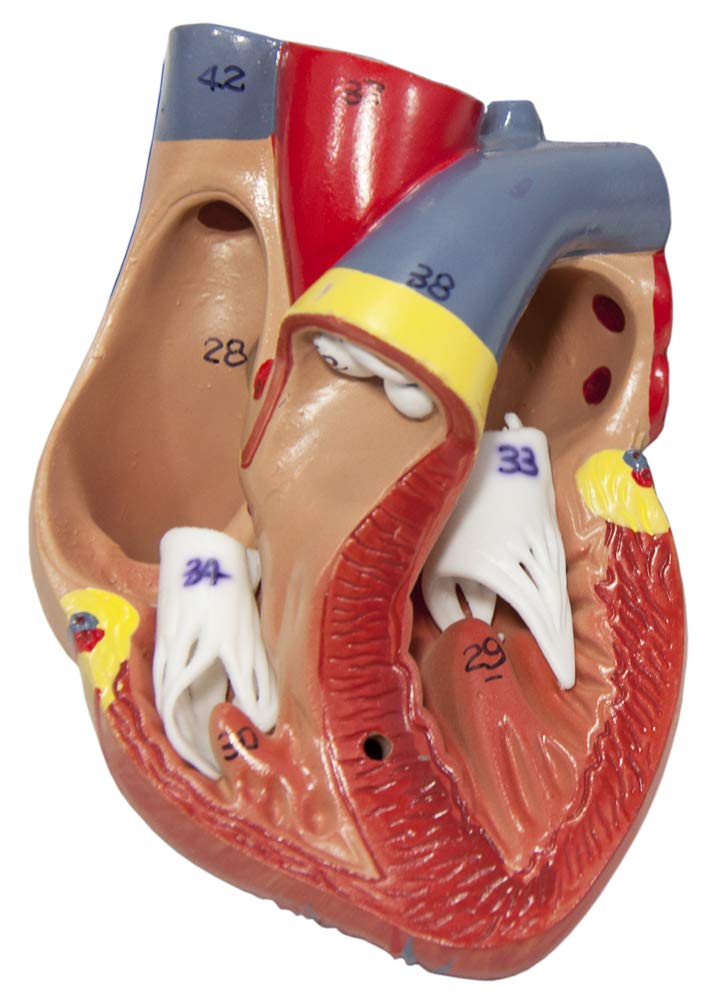 Axis Scientific 3/4 Life-Size Human Lung and Respiratory System Model - 7 Removable Parts Includes 2-Part Heart, Detachable Larynx, and Full Color Product Manual