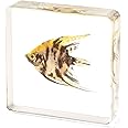Hudirgo Real Taxidermy Fish in Resin - Taxidermy Animals Have Unique Collection Significance, Oddities Gifts for Specimen Collector, Ocean Lover, Family or Friends (Angelfish)