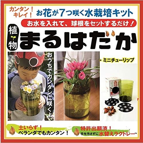 植物まるはだか ミニチューリップ球根水栽培セット 水栽培キット 土いらず お水を 植物まるはだか ミニチューリップ球根水栽培セット 水栽培キット 土いらず お水を
