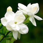 75Pcs White Jasmine Seeds Climbing Jasmine Beautiful Fragrant Flower Perennial Indoor Outdoor for Planting Seed Decorated Hom