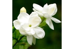 75Pcs White Jasmine Seeds Climbing Jasmine Beautiful Fragrant Flower Perennial Indoor Outdoor for Planting Seed Decorated Hom