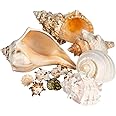 Conch Shell Decor - Seashell Decor - Imperfect 2-4" Small Sea Shells and 5-8" Large Sea Shells - Shells for Decoration - Large Seashells for Crafts - Magic Conch Shell Room Decor