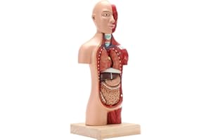MIIRR Human Anatomical Body Model, Including 15 Detachable Partial Anatomical Models, Human Body Model for Kids, Real Human Organ Positions, More Suitable for Teaching