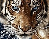 DIY Paint by Numbers for Adults, Komidea Paint by Number Kits on Canvas for Kids Beginner, Majestic Tiger 16x20inch