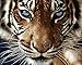 DIY Paint by Numbers for Adults, Komidea Paint by Number Kits on Canvas for Kids Beginner, Majestic Tiger 16x20inch