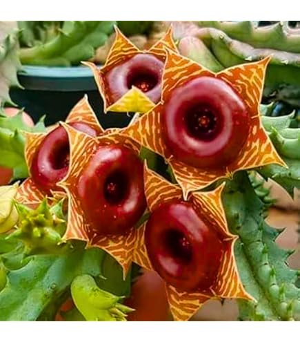Amazon.com : Lifesaver Succulent Plant - Huernia - Exotic Flower - 2.5" Pot  : Succulent Plants : Patio, Lawn & Garden