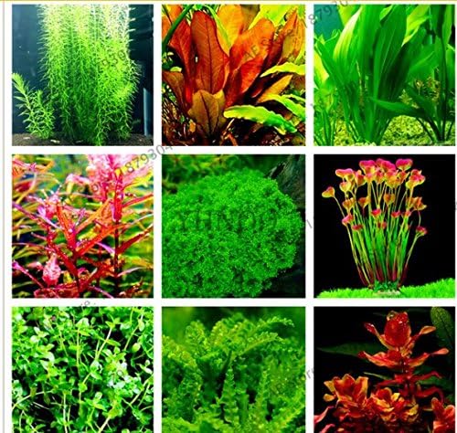 Aquarium Grass Seeds Fish Tank Foreground Plant Carpet Grow Water Glossostigma