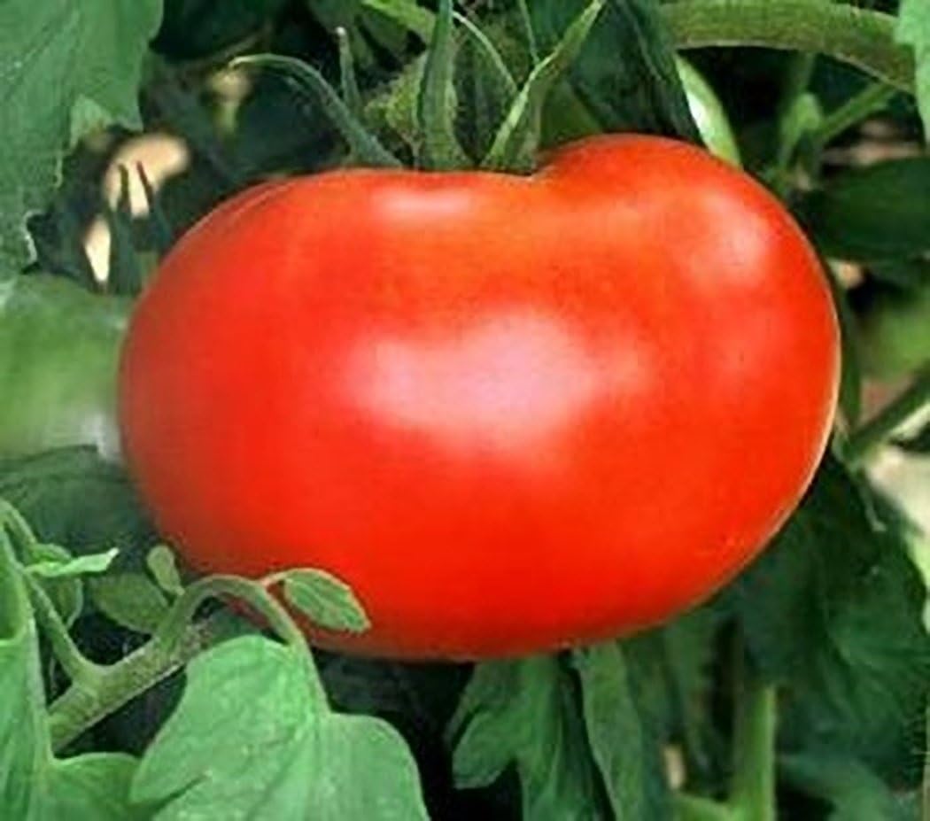Big Boy Tomato Seeds Garden & Outdoor