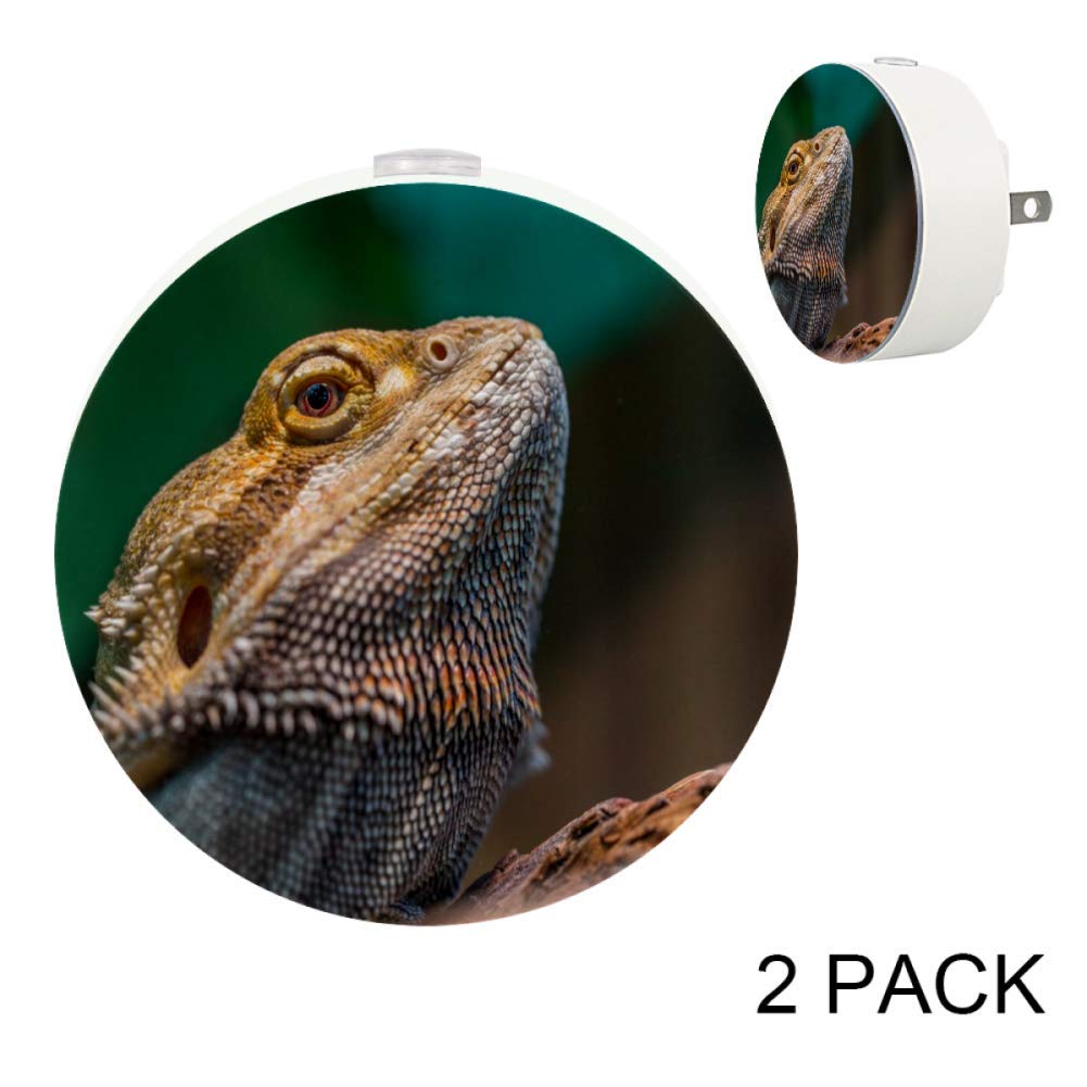 blue night light for bearded dragon