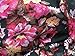 GERINLY Lightweight Rose Scarves: Fashion Flowers Print Shawl Wrap For Women Head Scarf Bufandas Floreadas (Black)