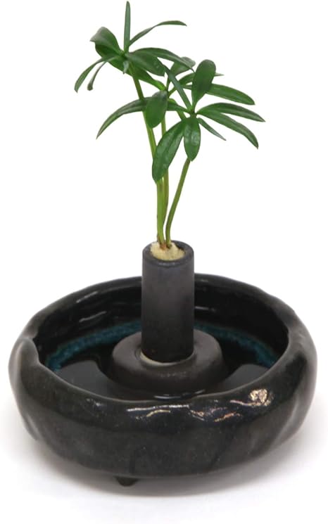 Amazon 日本古来の植物 槇 まき の木 花言葉 慈愛 色褪せぬ恋 と うさぎ庵特性 だ円水盤 織部釉薬 １個セット スタンドタイプ 土なし 清潔 水やり簡単 セラハイト 観葉植物 オンライン通販