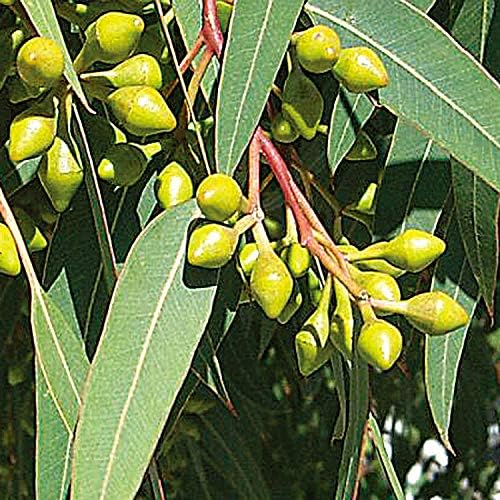 Amazon Co Jp Neal S Yard Remedies ニールズヤードレメディーズ エッセンシャルオイル ユーカリプタス ラディアータ オーガニック 10ml ラグジュアリービューティー