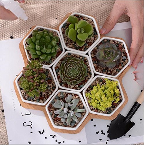 Ceramic Flower Pot,Y&M(TM) Pack of 7 White Simple Design Sucuulent Plant Pot/Cactus Plant Pot Flower Pot with Bamboo Tray/Container/Planter(Pack of 7 )