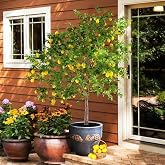 Brighter Blooms Meyer Lemon Tree, 1-2 ft. | No Shipping to AK, AL, AZ, CA, FL, GA, HI, LA, MS, OR, TX