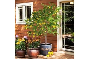 Brighter Blooms - Meyer Lemon Tree, 1-2 Feet - Live Fruit Plant - No Shipping to AL, AZ, CA, FL, GA, LA, OR, TX, MS