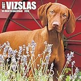 2016 Just Vizslas Wall Calendar