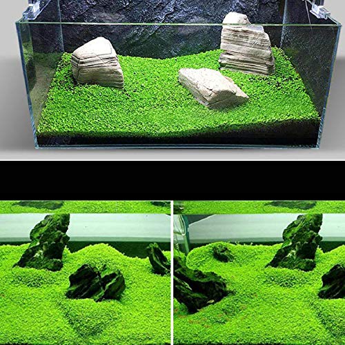 Zafina Aquarium Grass Plant Seeds, Easy to Grow Aquatic Plant Seeds, Fast Growing Aquarium Carpet Seeds - Creates a Natural Ecosystem for Your Fish