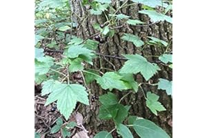 PALM BEACH MEDICINAL HERBS Wild Black Currant Seeds (Ribes nigrum) Packet of 10 Seeds