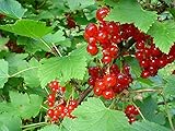 * RED CURRANT BERRY BUSH *Rare*SHOWY*Ornamental*E-Z GRO*15 seeds*FRUITS* #1223