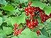 * RED CURRANT BERRY BUSH *Rare*SHOWY*Ornamental*E-Z GRO*15 seeds*FRUITS* #1223