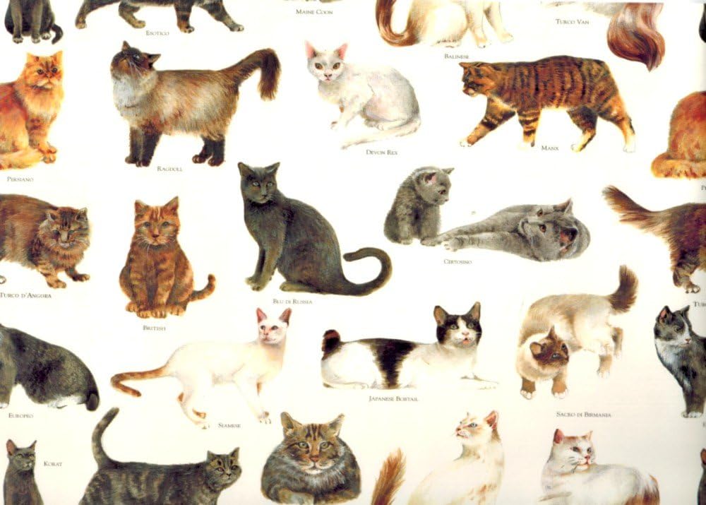 Tassotti Cats of the World Decorative Gift Wrap Paper - 2 Full Sheets