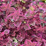 Wizard Coleus Seeds - Velvet Red - 1000 Seeds