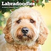 Carousel Calendars, Labradoodles 2026 Wall Calendar, 12'' X 12'', 16-Month Calendar with Stapled Binding