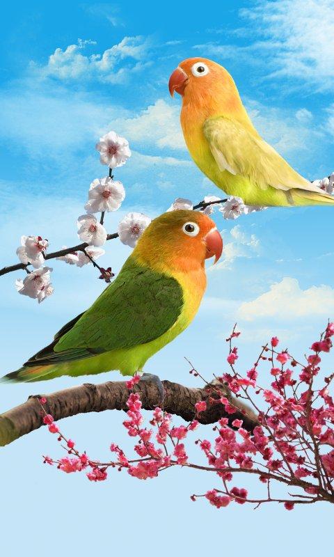 Amazon Com Birds Wallpaper Appstore For Android amazon com birds wallpaper appstore