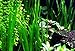 Jungle Vallisneria Spiralis Rooted Easy Background Live Aquarium Plants Decorations 3 Days Live Guaranteed by Mainam
