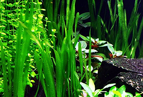 Mainam Jungle Vallisneria Spiralis Rooted Easy Background Live Aquarium Plants Decorations 3 DAYS LIVE GUARANTEED By