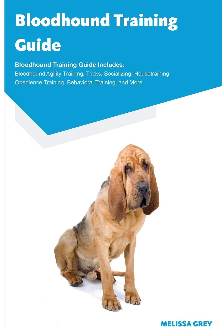 Bloodhound Obedience Training 2025