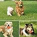 PERSUPER Interactive Dog Balls Toys Durable Ball - Rubber Dog Toy Chew Toys Ball Squeak Toys Training Playing Pet Toy Indestructible Balls for Small, Medium and Large Dogs