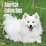 American Eskimo Dogs 2018 12 x 12 Inch Monthly Square Wall Calendar, Animals Dog Breeds American (En by