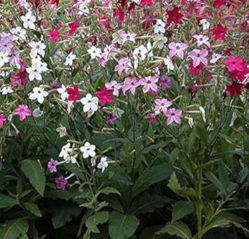 Ornament tabak Roulette F2 Mix Samen - Nicotiana X sanderae