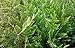 Sandys Nursery Online Thuja Green Giant Arborvitae Live Plants Lot of 15 trees - ships in 3 inch12-16 inches tall with soil + (1) Gardenia August Beauty Stater Plant
