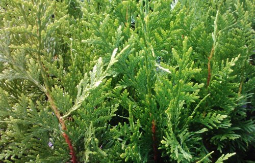 Sandys Nursery Online Thuja Green Giant Arborvitae Live Plants Lot of 15 trees - ships in 3 inch deep pots 12-18 inches tall with soil + (1) August Beauty Gardenia starter plant Sandys Nursery Online Thuja Green Giant Arborvitae Live Plants Lot of 15 trees - ships in 3 inch deep pots 12-18 inches tall with soil + (1) August Beauty Gardenia starter plant