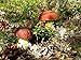Seweryn Dried Porcini Mushrooms King Boletus Polish (Borowik Shlachetny) Sliced 20gr(0.7oz)