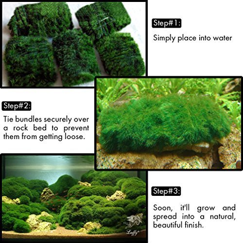Luffy Moss, Lush Green Landscape in Aquarium, Natural Habitat for Aqua Pets, Create a Moss Carpet or Moss Wall, Thrive with Minimal Care